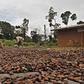 Ivorian cocoa arrivals reach 1,766,000 T Sept. 27-exporters