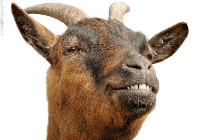 Women leader lauds Jigawa Govt. over distribution of goats