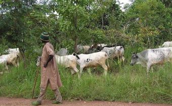 ___4151036___https:______static.pulse.com.gh___webservice___escenic___binary___4151036___2015___9___9___14___fulani-cattle-okp