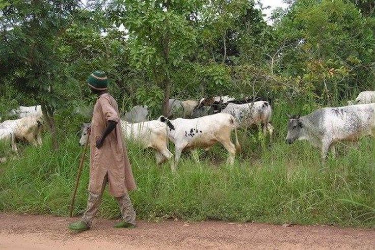 ___4151036___https:______static.pulse.com.gh___webservice___escenic___binary___4151036___2015___9___9___14___fulani-cattle-okp