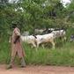 ___4151036___https:______static.pulse.com.gh___webservice___escenic___binary___4151036___2015___9___9___14___fulani-cattle-okp