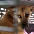 Dogs rescued from South Korea meat farm seek new lives in the U.S.