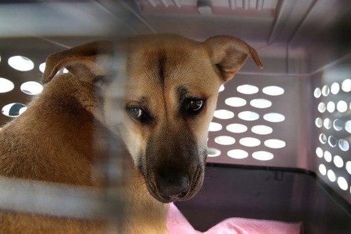 Dogs rescued from South Korea meat farm seek new lives in the U.S.
