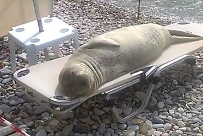 The sea lion was filmed relaxing on a beach