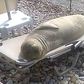 The sea lion was filmed relaxing on a beach