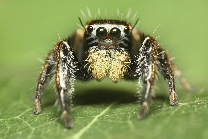 Close picture of a spider