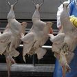 Slaughtered chickens hang from hooks at the Ceu Azul Alimentos slaughterhouse in Itatinga, 200km south of Sao Paulo, October 4, 2011.       REUTERS/Paulo Whitake
