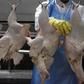 Slaughtered chickens hang from hooks at the Ceu Azul Alimentos slaughterhouse in Itatinga, 200km south of Sao Paulo, October 4, 2011.       REUTERS/Paulo Whitake