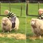 ___4072204___https:______static.pulse.com.gh___webservice___escenic___binary___4072204___2015___8___14___16___Toddler-trying-to-ride-a-sheep