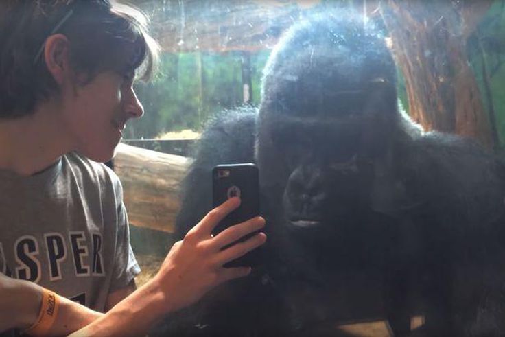 The incredible footage shows a boy scrolling through his phone's photo album as the gorilla watches intently.
