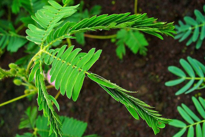 ___4071297___https:______static.pulse.com.gh___webservice___escenic___binary___4071297___2015___8___14___13___Mimosa_pudica_002