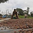Ivorian cocoa arrivals reach 1,761,000 tonnes by September 20: exporters