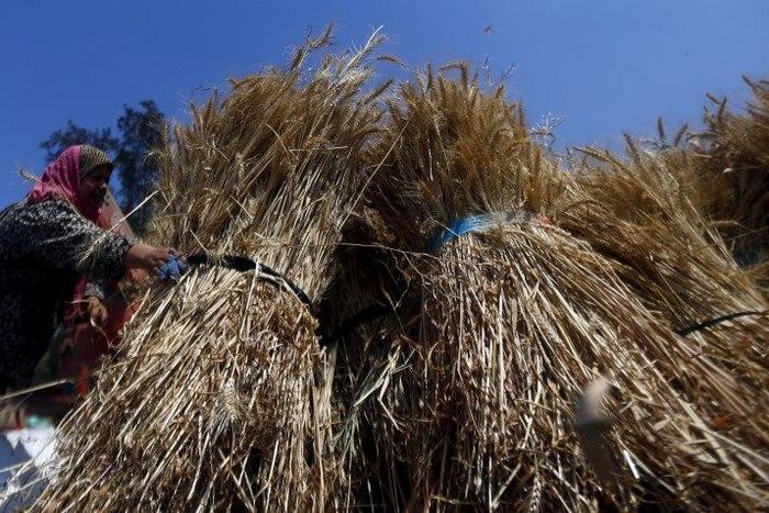 Sayeda Hassan, 30, carries freshly harvested wheat in a field in Qaha, El-Kalubia governorate, northeast of Cairo, May 5, 2015. REUTERS/Amr Abdallah Dalsh