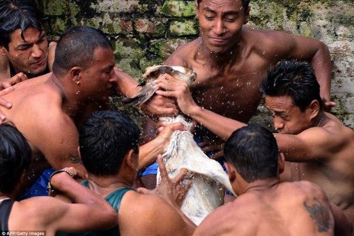 Men tear live goats apart during Nepalese festival