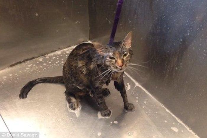 The cat appears to be talking to her owners