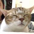 Funky Cat goes viral after dancing to Drake's hit song