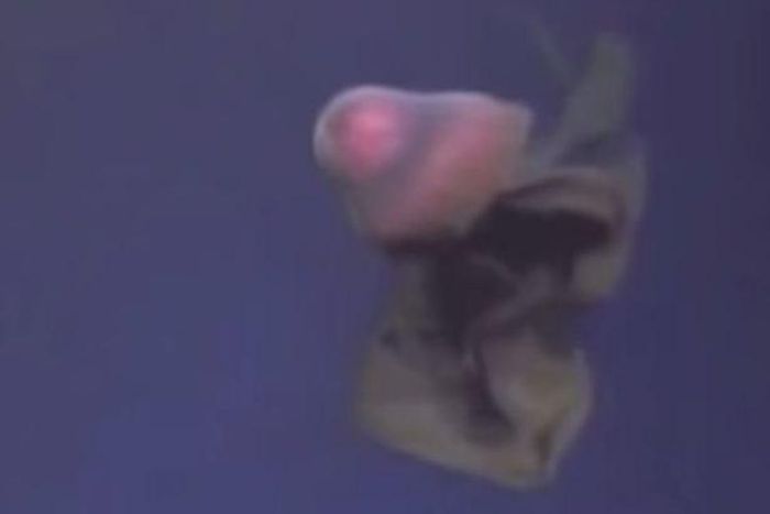  The creature is known as a giant jellyfish and is thought to be incredibly rare