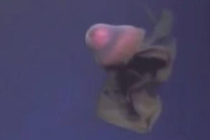  The creature is known as a giant jellyfish and is thought to be incredibly rare