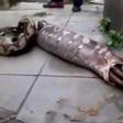 Snake Vomiting Out A Live Eaten Goat