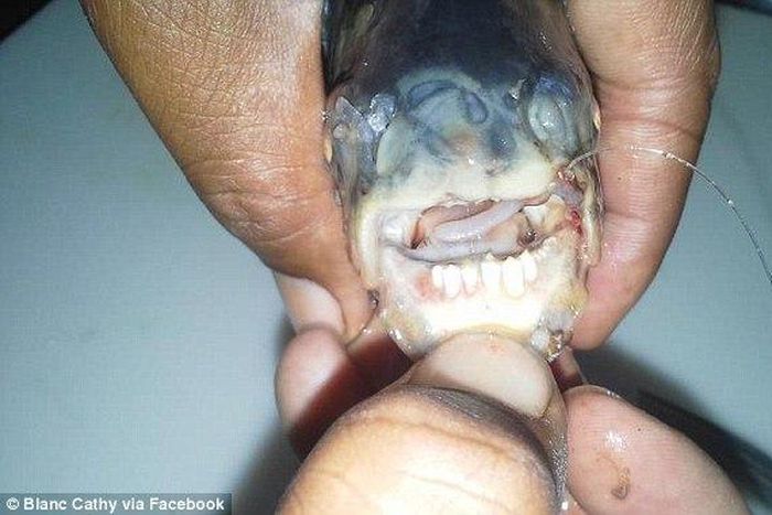 Two fish with human like teeth bit the bait last week in California leaving a local woman wondering if it could be a piranha or other carnivorous fish 