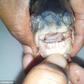 Two fish with human like teeth bit the bait last week in California leaving a local woman wondering if it could be a piranha or other carnivorous fish 