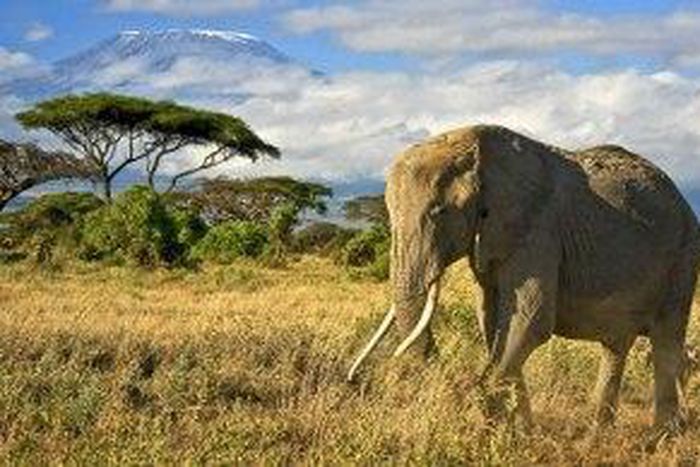 Elephants kill 350 Indians every year, says study