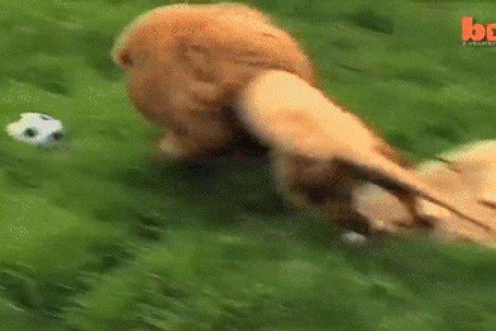 ___4256443___https:______static.pulse.com.gh___webservice___escenic___binary___4256443___2015___10___13___17___lion-soccergif