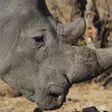 A white rhinoceros moves across grassland at the Imire Rhino and Wildlife Conservation Park near Marondera, east of the capital Harare, September 22, 2014. REUTERS/Philimon Bulawayo
