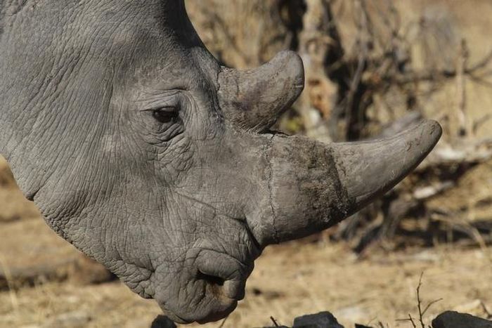 A white rhinoceros moves across grassland at the Imire Rhino and Wildlife Conservation Park near Marondera, east of the capital Harare, September 22, 2014. REUTERS/Philimon Bulawayo