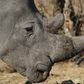 A white rhinoceros moves across grassland at the Imire Rhino and Wildlife Conservation Park near Marondera, east of the capital Harare, September 22, 2014. REUTERS/Philimon Bulawayo