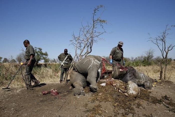 A ranger (R) looks on after performing a post mortem on the carcass of a rhino after it was killed for its horn by poachers , as the others investigate the crime scene at the Kruger national park in Mpumalanga province August 27, 2014. REUTERS/Siphiwe ...