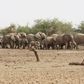 A herd of desert elephants searches for water in the drought stricken Gourma region of southern Mali in a file photo. REUTERS/Jake Wall