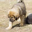 Firm goes viral after planning to establish giant Animal cloning factory