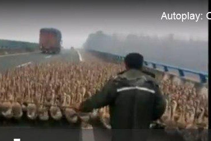 Geese blocking an expressway in China