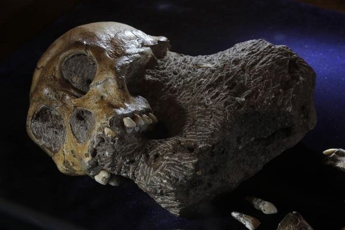 The recently discovered skeleton of an australopithecine boy sits on display at the Iziko South African Museum in Cape Town, April 24, 2010.   REUTERS/Mike Hutchings