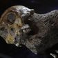 The recently discovered skeleton of an australopithecine boy sits on display at the Iziko South African Museum in Cape Town, April 24, 2010.   REUTERS/Mike Hutchings