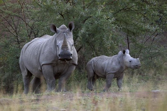 A White Rhino and her calf walk in the dusk light in Pilanesberg National Park in South Africa's North West Province April 19, 2012. REUTERS/Mike Hutchings