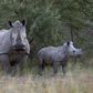 A White Rhino and her calf walk in the dusk light in Pilanesberg National Park in South Africa's North West Province April 19, 2012. REUTERS/Mike Hutchings