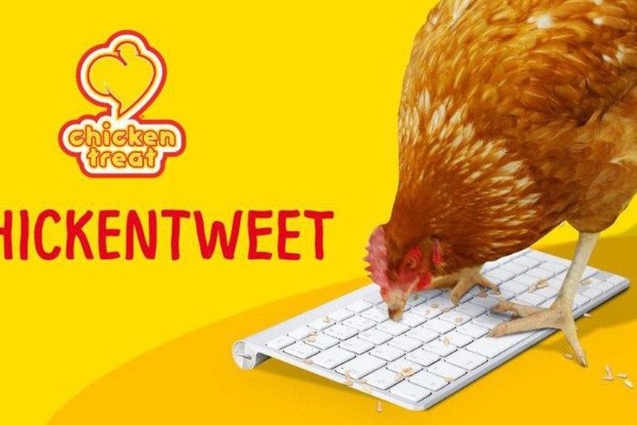 The aim is to get Betty the chicken into the Guinness World Record as the first tweeting chicken.