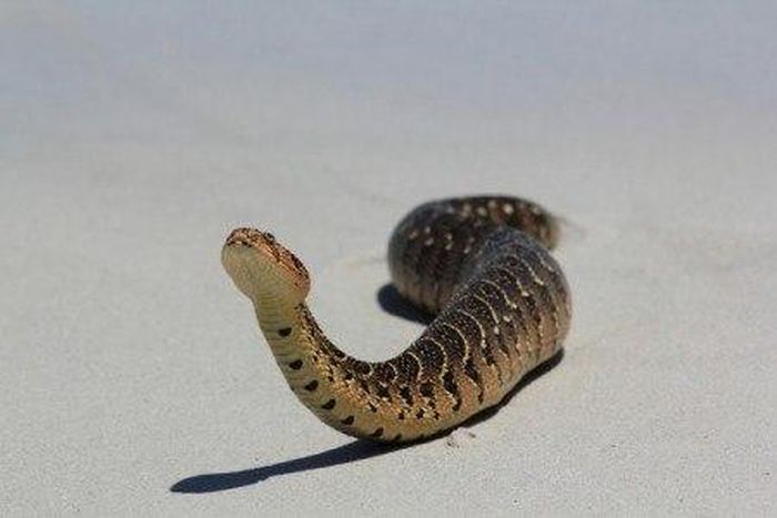 Snakes invade Plateau communities, bite 50 in 2 weeks