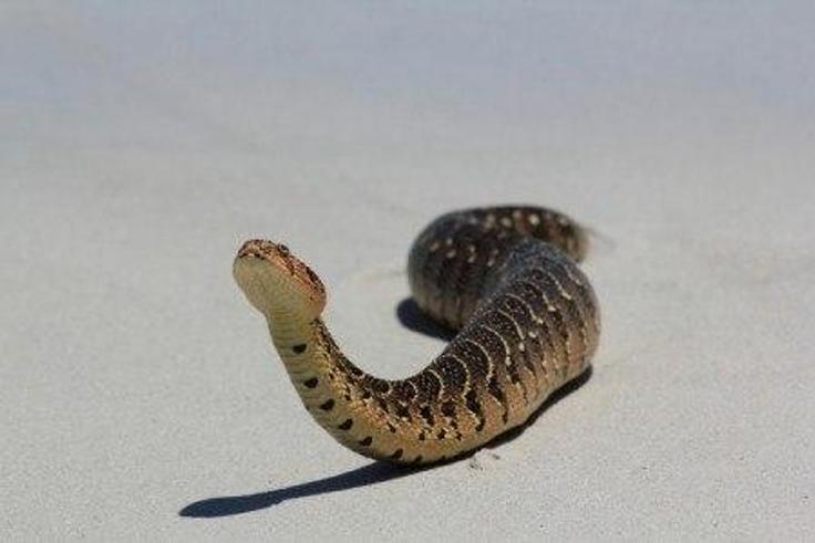 Snakes invade Plateau communities, bite 50 in 2 weeks