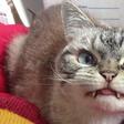 ___4085150___https:______static.pulse.com.gh___webservice___escenic___binary___4085150___2015___8___19___13___loki-the-cat