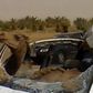 Camel breaks windscreen so that he could sit in car and drive