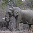 Elephants graze inside Zimbabwe's Hwange National Park, August 1, 2015. REUTERS/Philimon Bulawayo