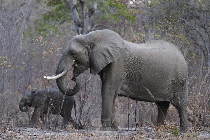 Elephants graze inside Zimbabwe's Hwange National Park, August 1, 2015. REUTERS/Philimon Bulawayo