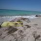 Bodies: Migrants desperate to reach Europe take on the treacherous journey across the Mediterranean but hundreds of their bodies have washed up on the beaches of Libya