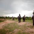 A small village in northeast Thailand has become a popular attraction after beautiful pictures emerged of Elephants and people staying side-by-side.