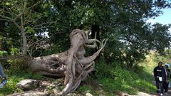 The elephant tree