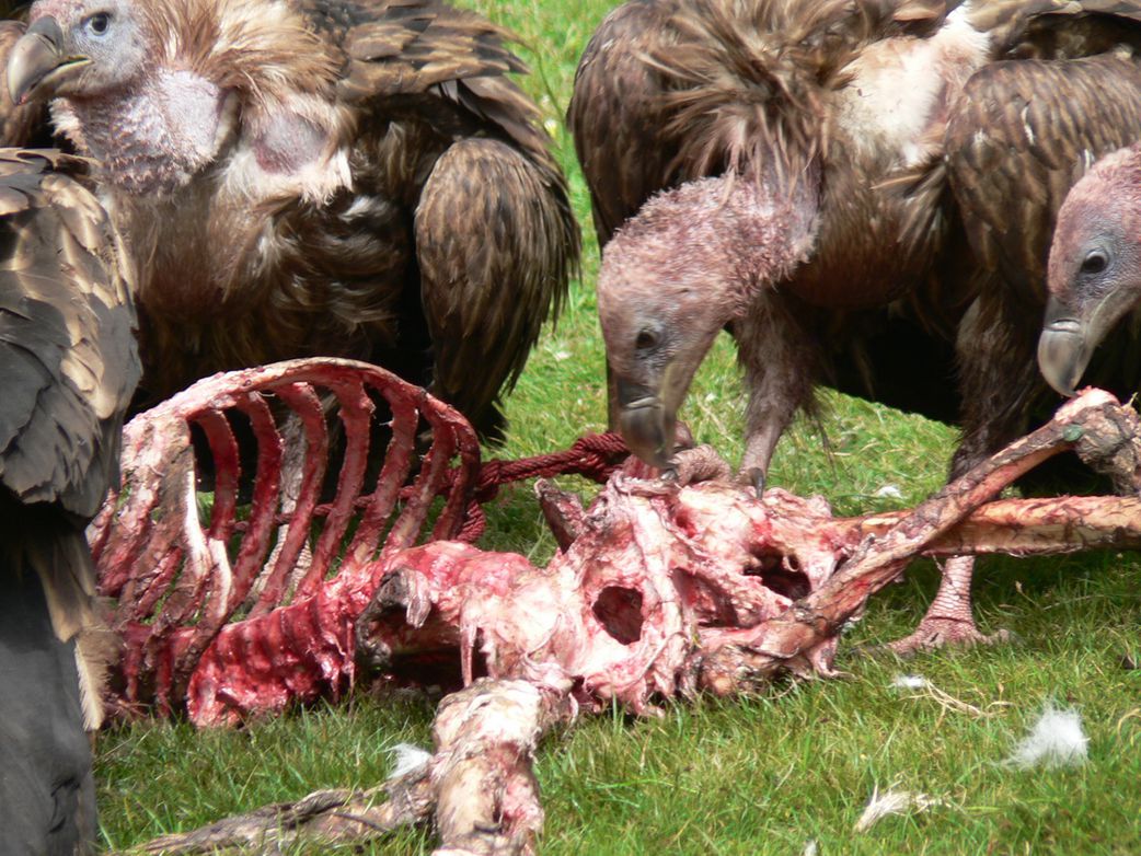 They let vultures eat their dead, and 4 other funeral methods around the World
