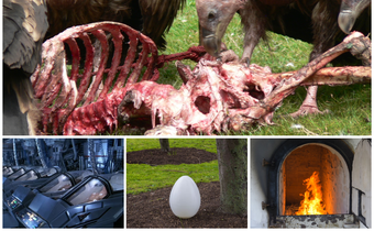 They let vultures eat their dead, and 4 other funeral methods around the World
